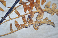 Detalle 3